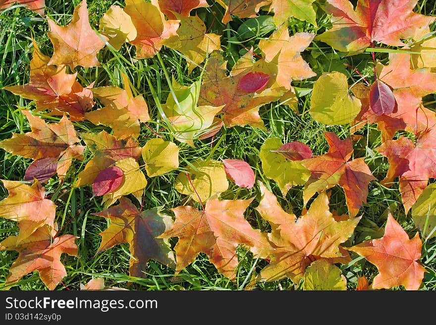 Background from multi-colored autumn leaves