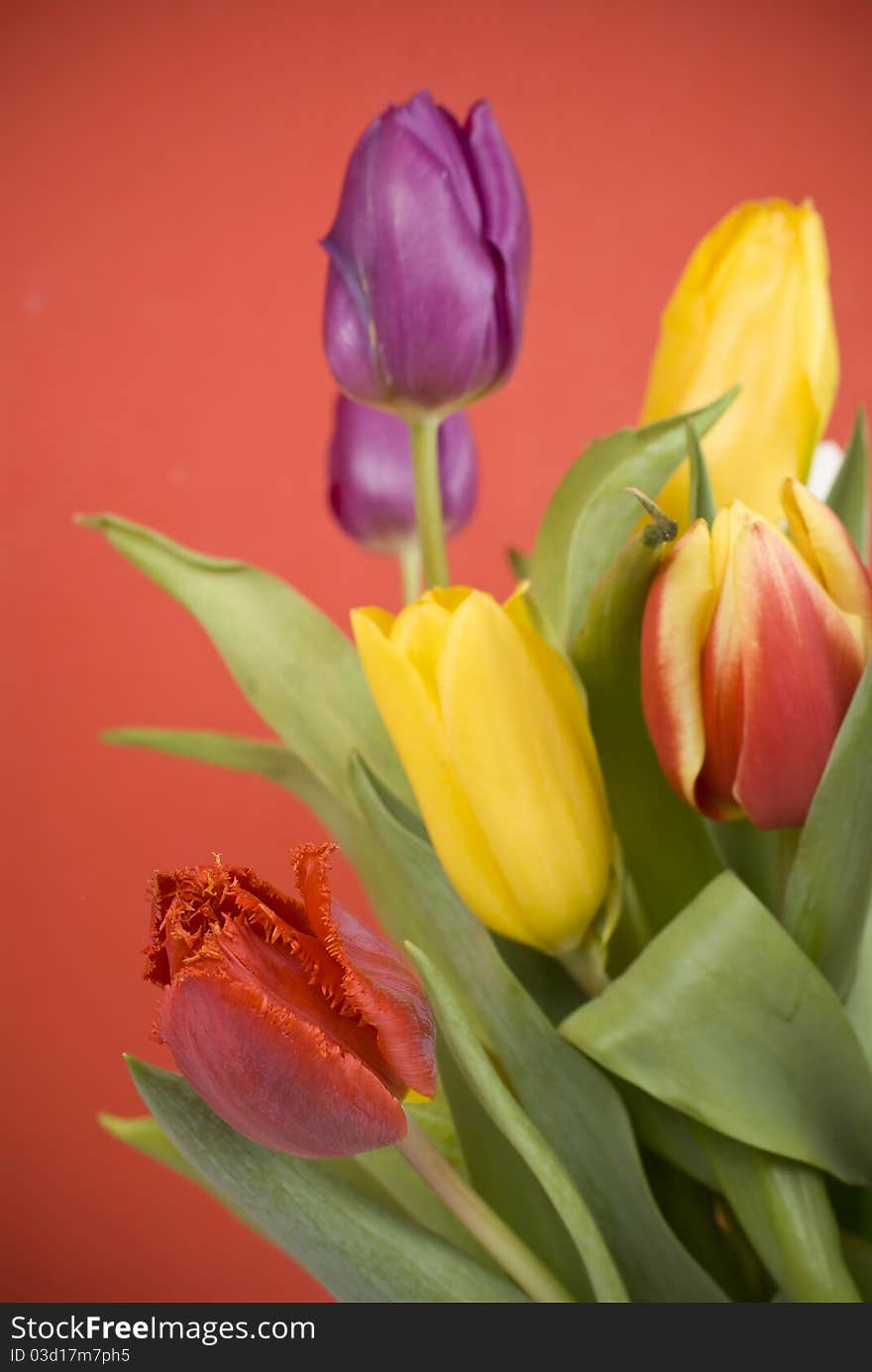 Bouquet Easter tulips on red background.