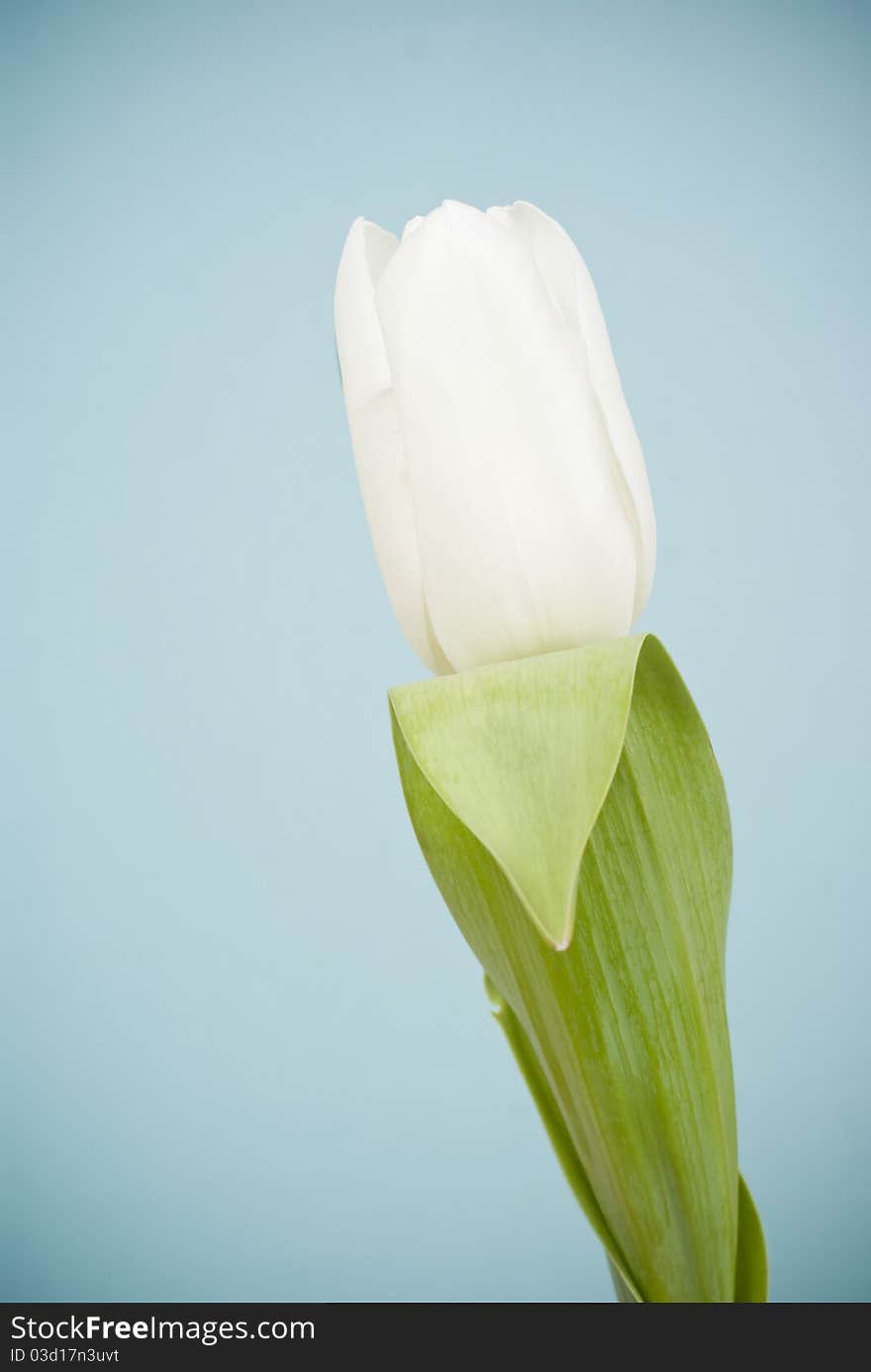 White tulip on blue background