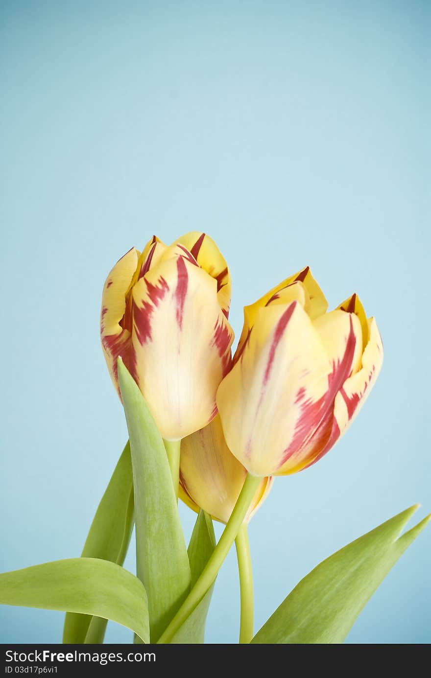 Red-yellow tulips on blue background