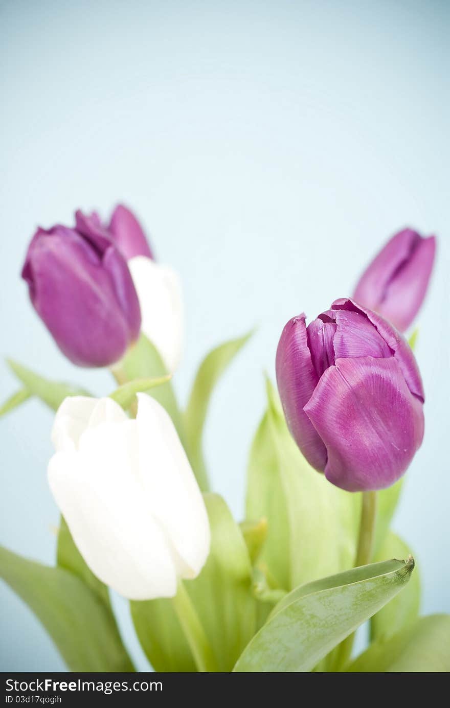 Purple adn white tulips on blue background