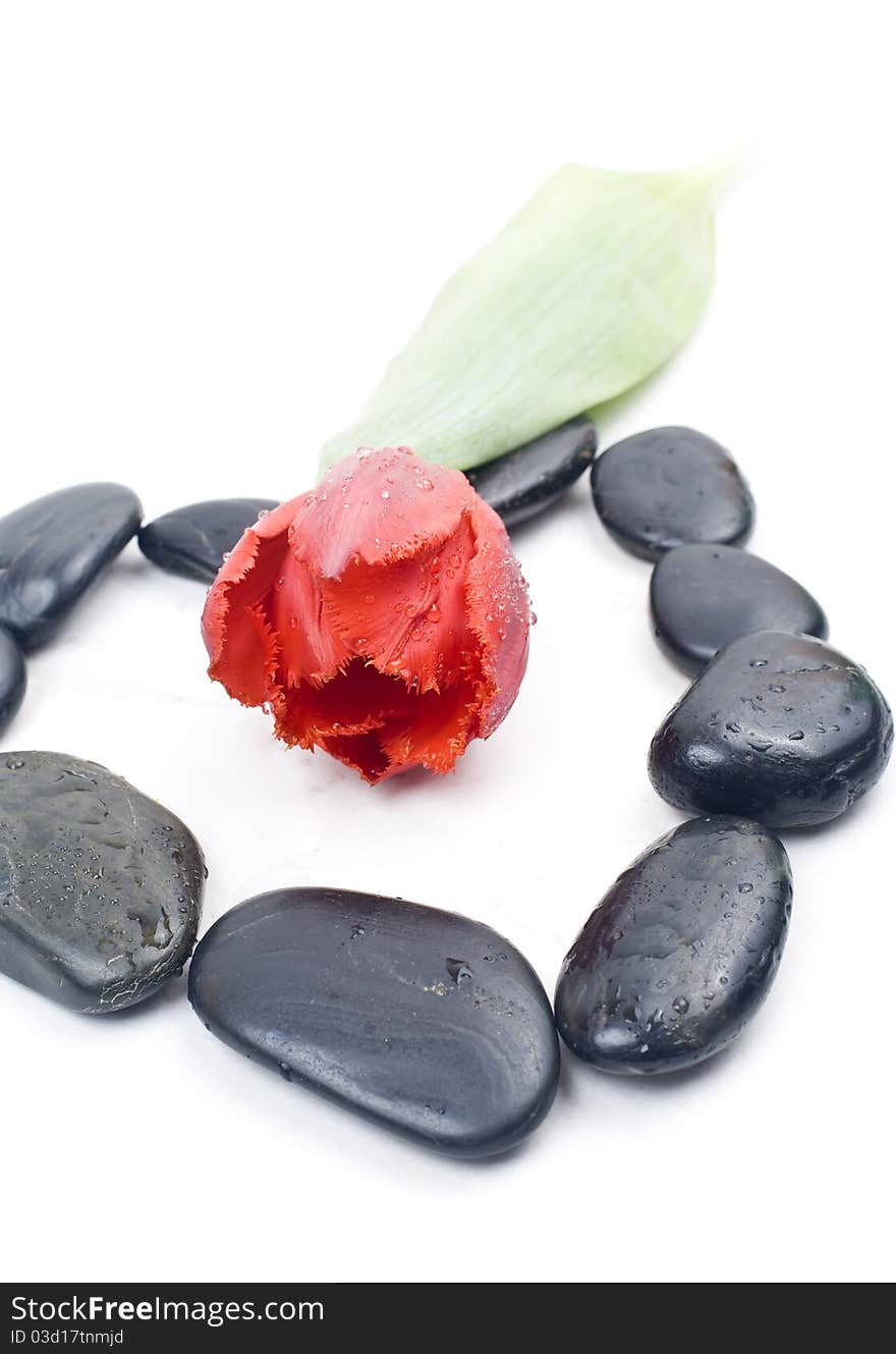 Red tulip with zen stones isolated on white