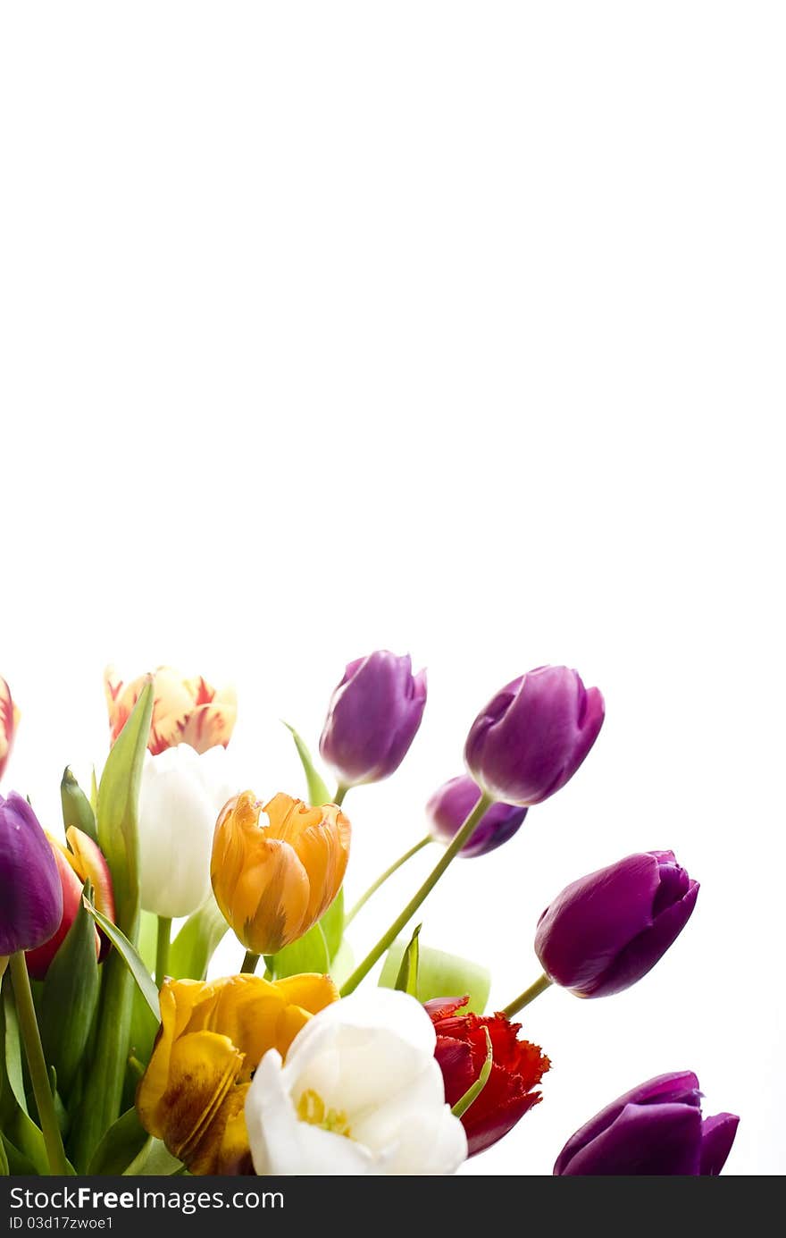 Bouquet Easter tulips as a border, copy space. studio shot, white background.