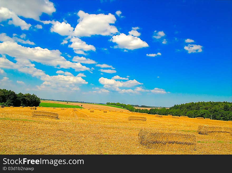 Freshly cut and rolled Hay Bales lay on a field