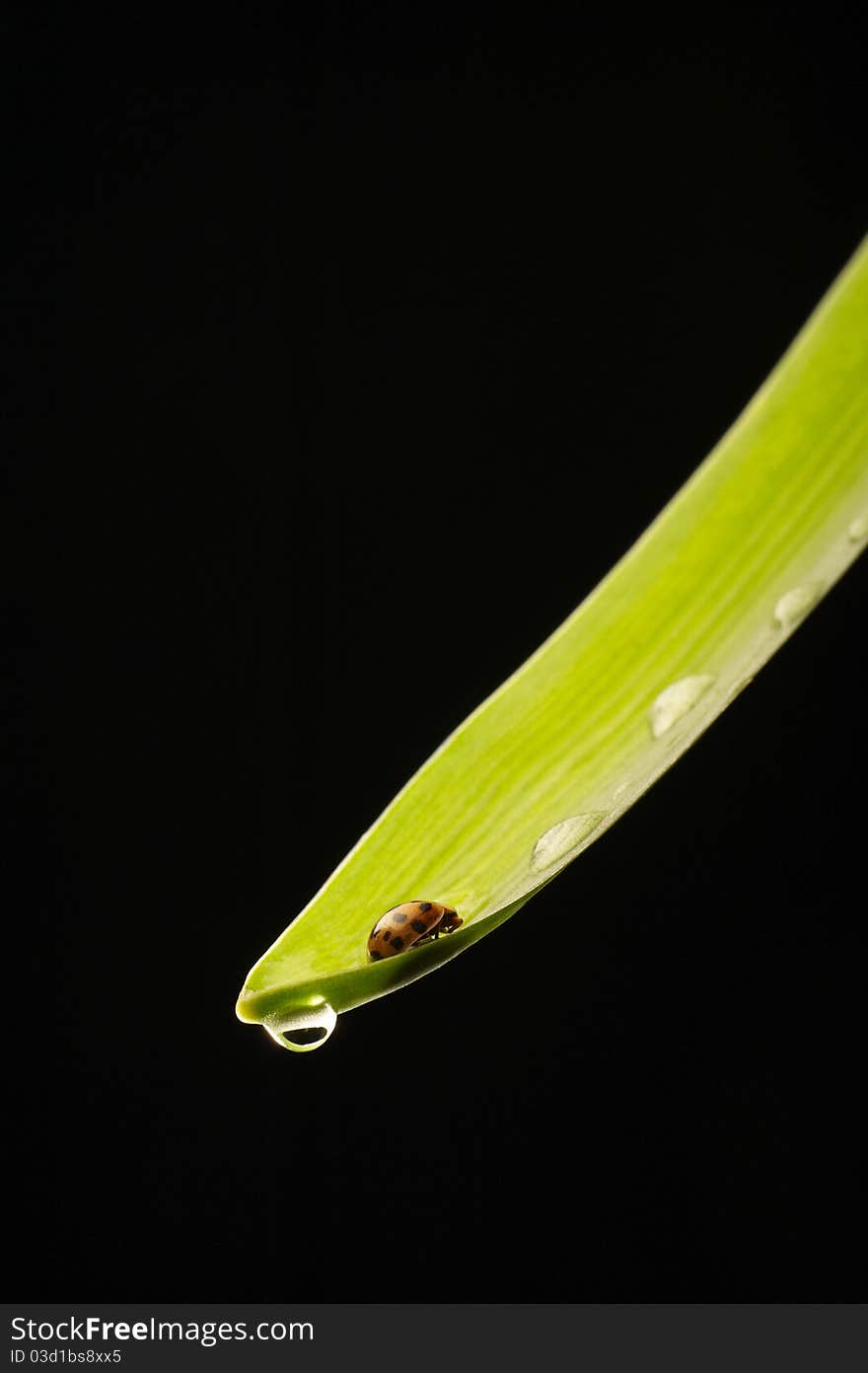 Leaf of grass with ladybug