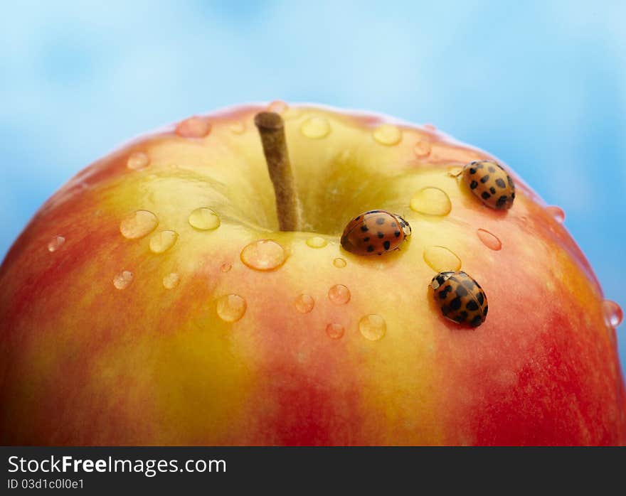 Red apple with ladybug and drops of water