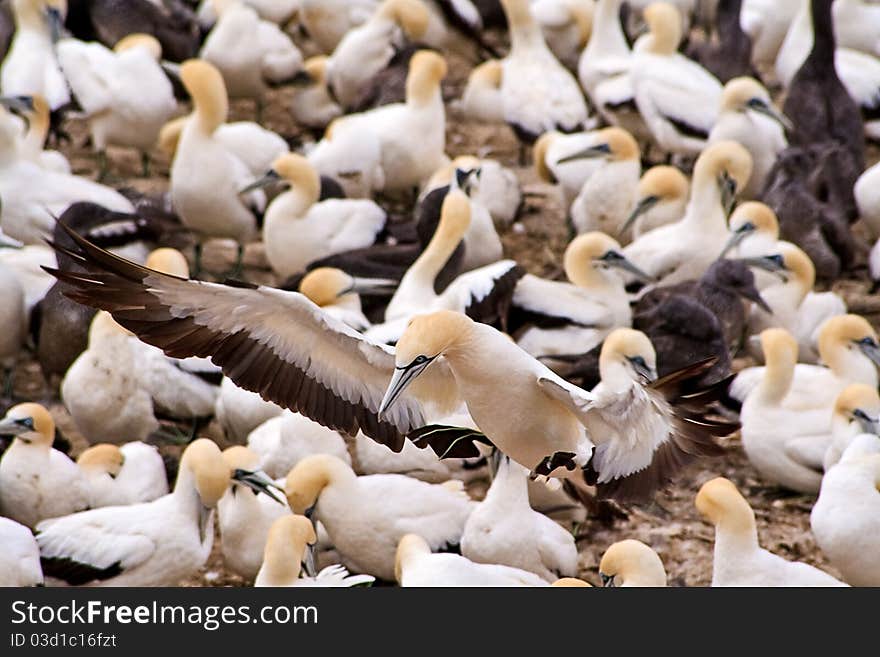 Cape Gannet