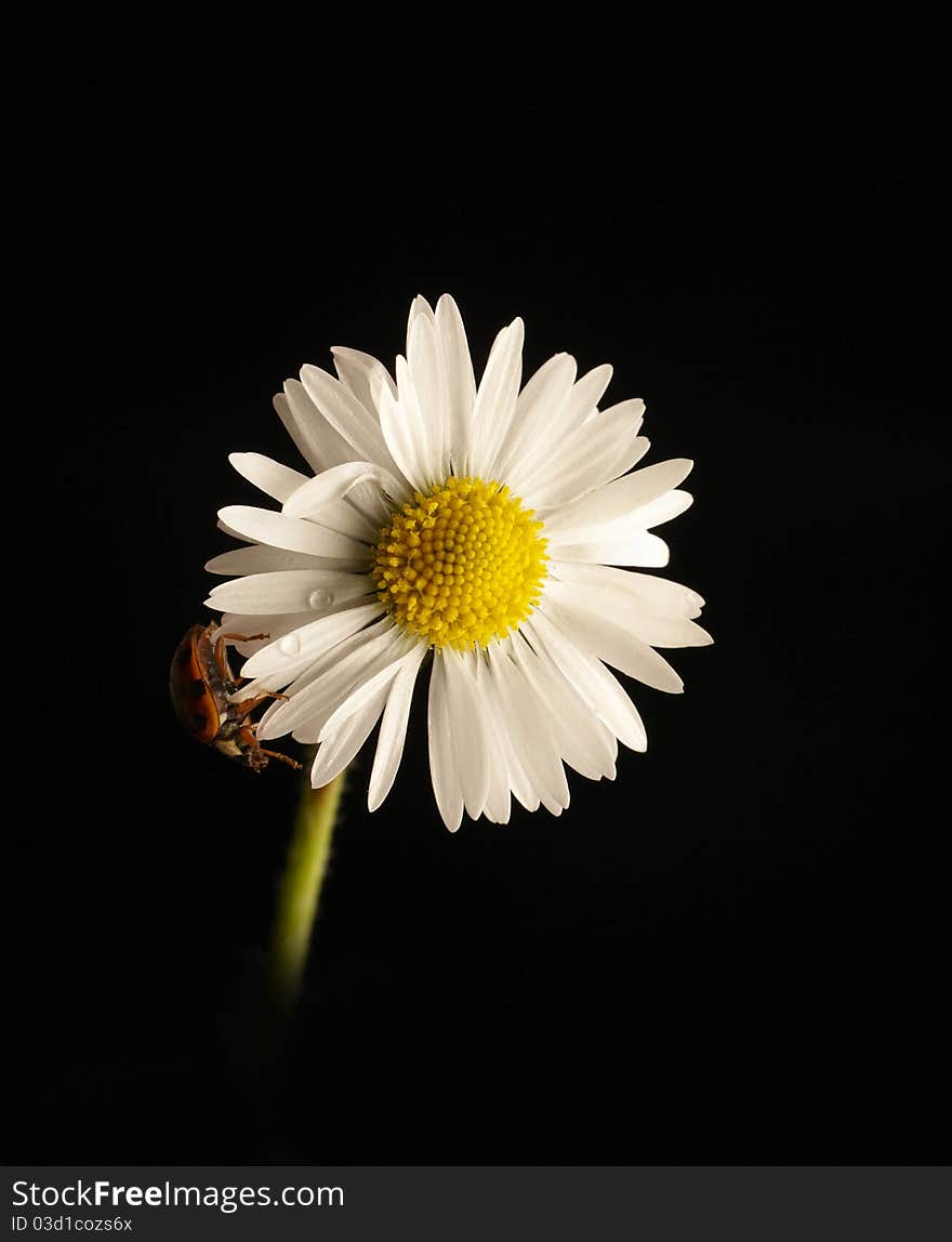 Daisy and ladybug