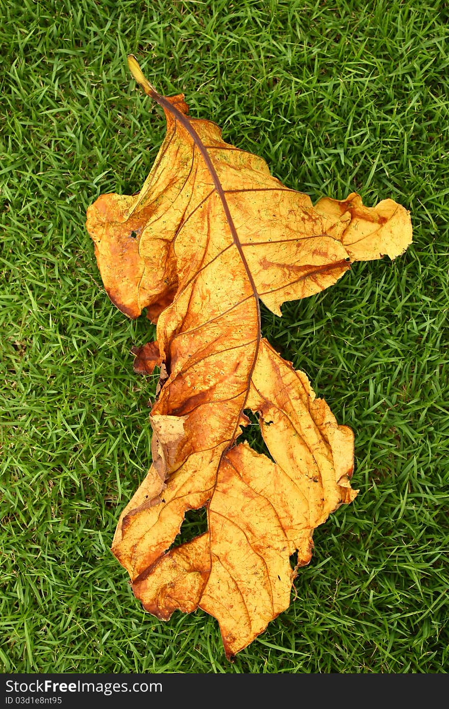 Dry yellow leaf fall down on green grass background. Dry yellow leaf fall down on green grass background