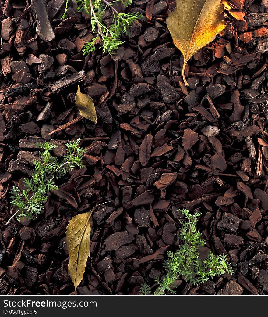 Texture of the forest floor. Texture of the forest floor