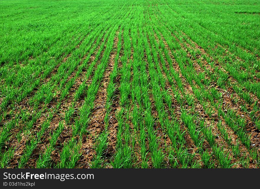 Wheat field.