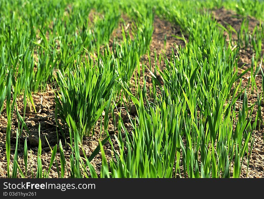 Wheat grass