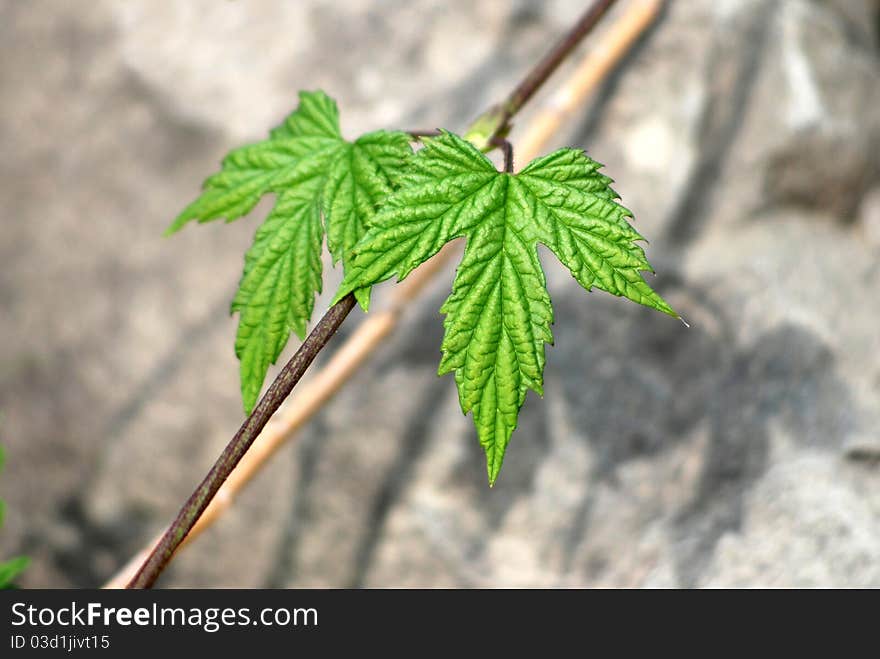 Green leaf on the rocks