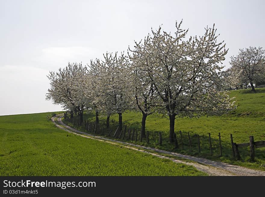 Footpath with cherry trees in Hagen, Lower Saxony, Germany, Europe. Footpath with cherry trees in Hagen, Lower Saxony, Germany, Europe