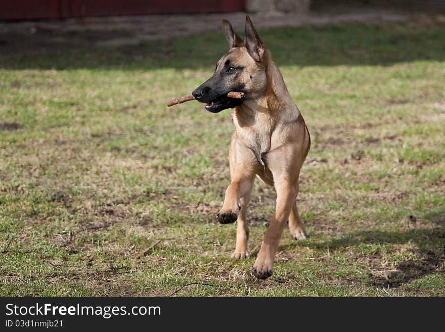 Running dog retrieving a stick