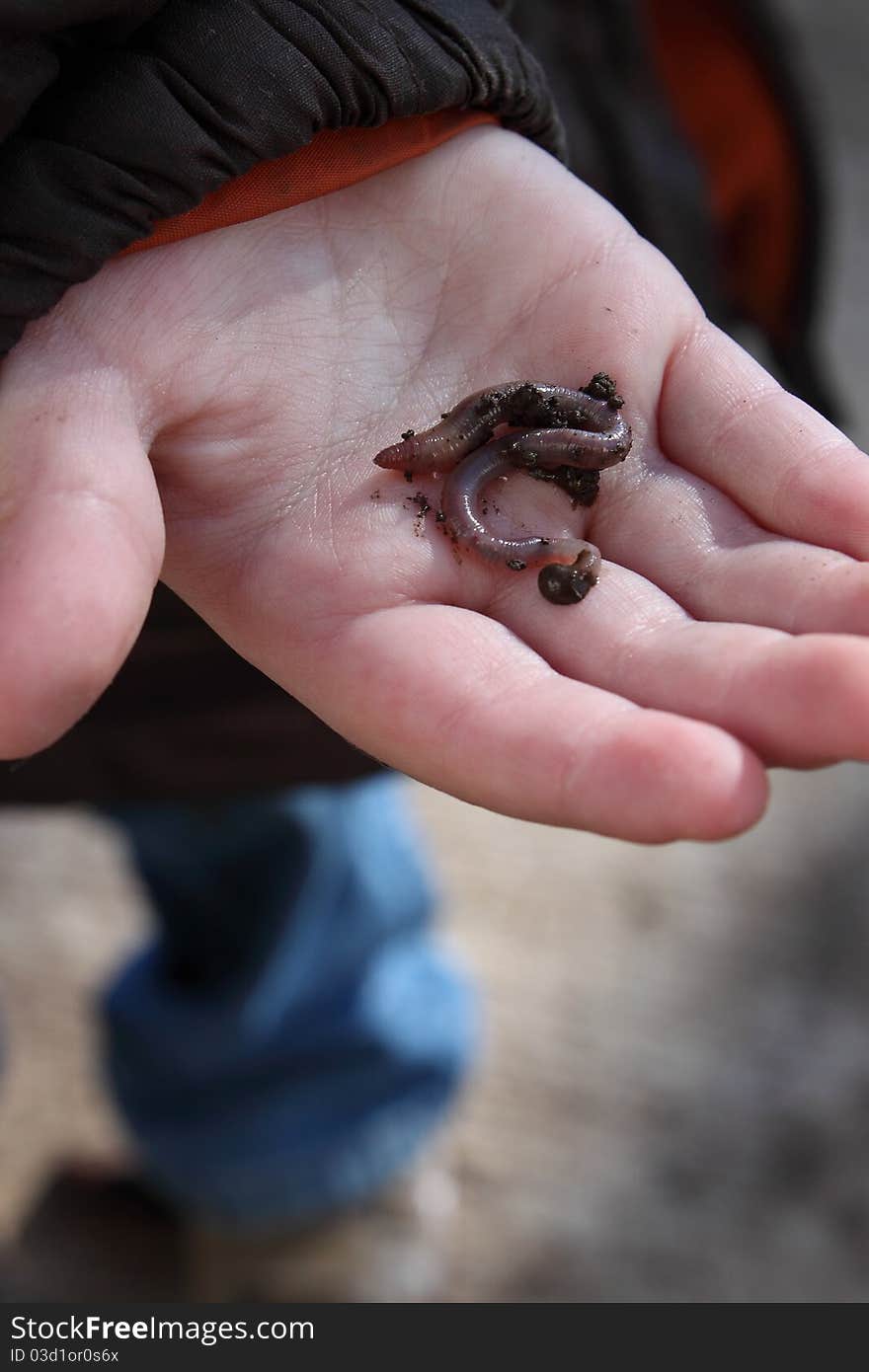 A little boys outstretched hand holding a dirty wiggling worm. A little boys outstretched hand holding a dirty wiggling worm.