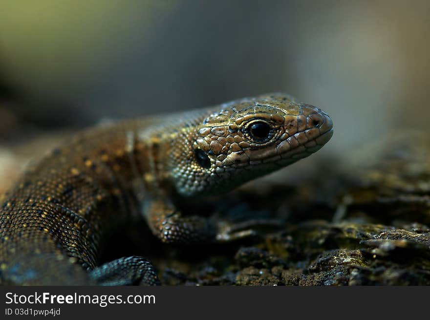 Portrait of lizard.Close-up of a watchful lizard in the sun.