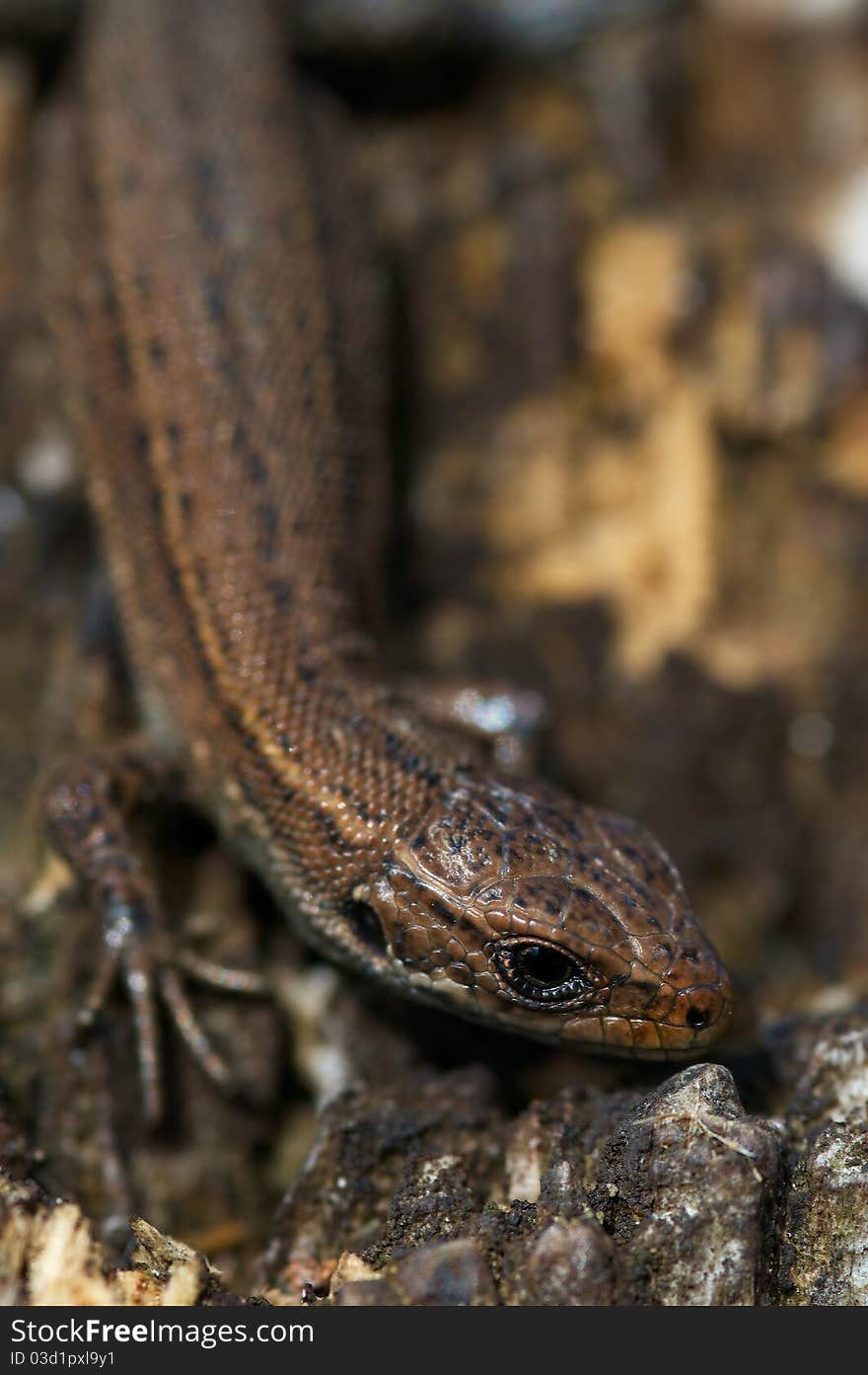 Dinky lizard suns in the sun.