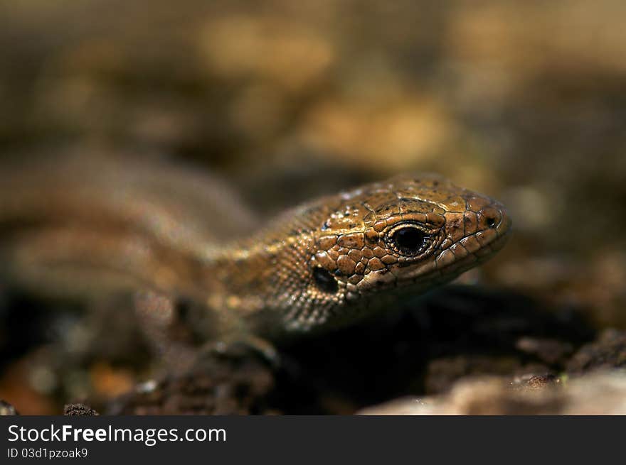 Portrait of lizard.Close-up of a watchful lizard in the sun.