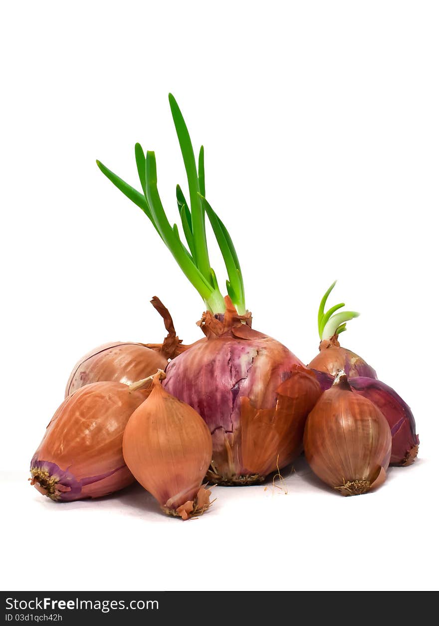 Seven onions, variety of sizes