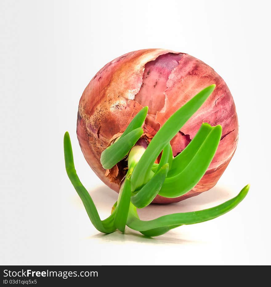 An isolated vagatating onion with green bud. An isolated vagatating onion with green bud