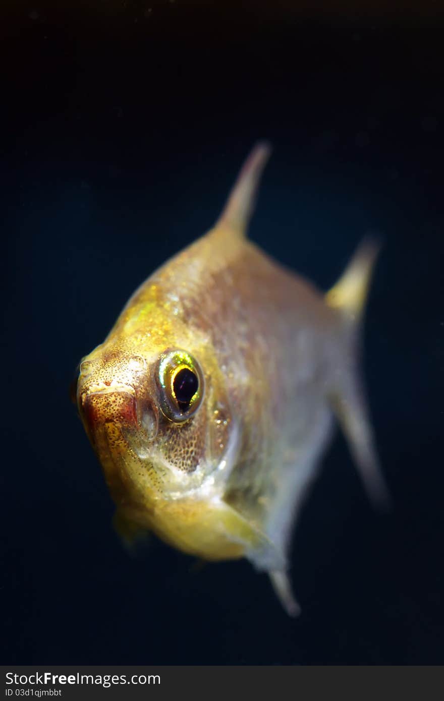 Royal black tetra with green eyes in aquarium. Royal black tetra with green eyes in aquarium