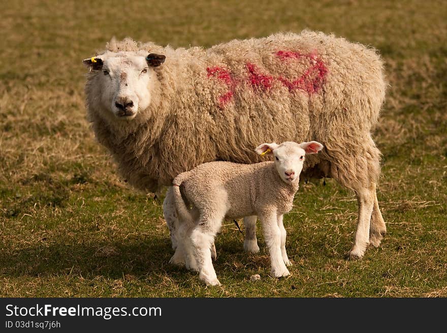 A sheep and her lamb, standing