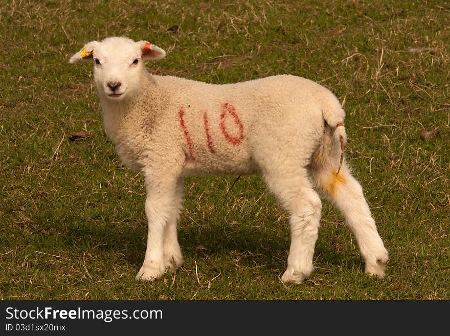 Lamb standing in field