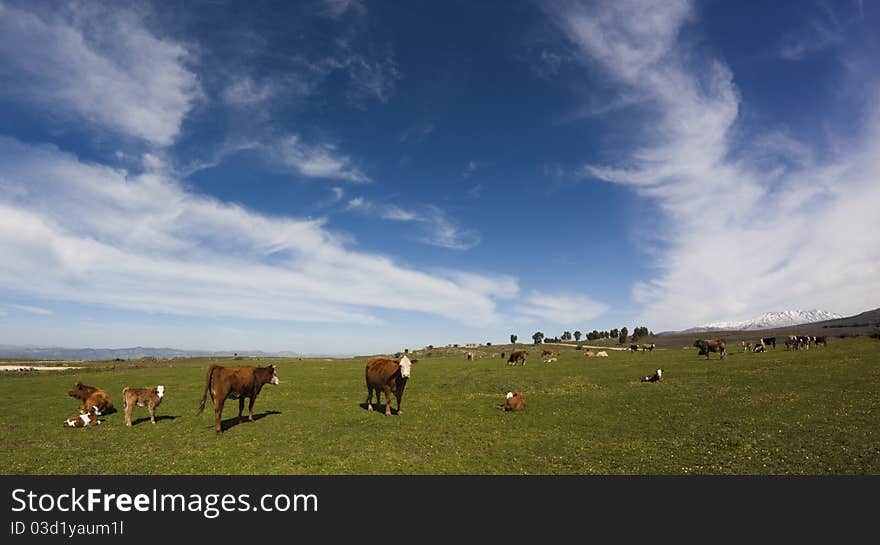 Pastoral green field with cows and snow mpuntain peak in the background over blue sky with white clouds