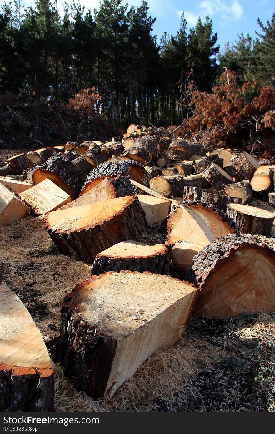 Felled Pines