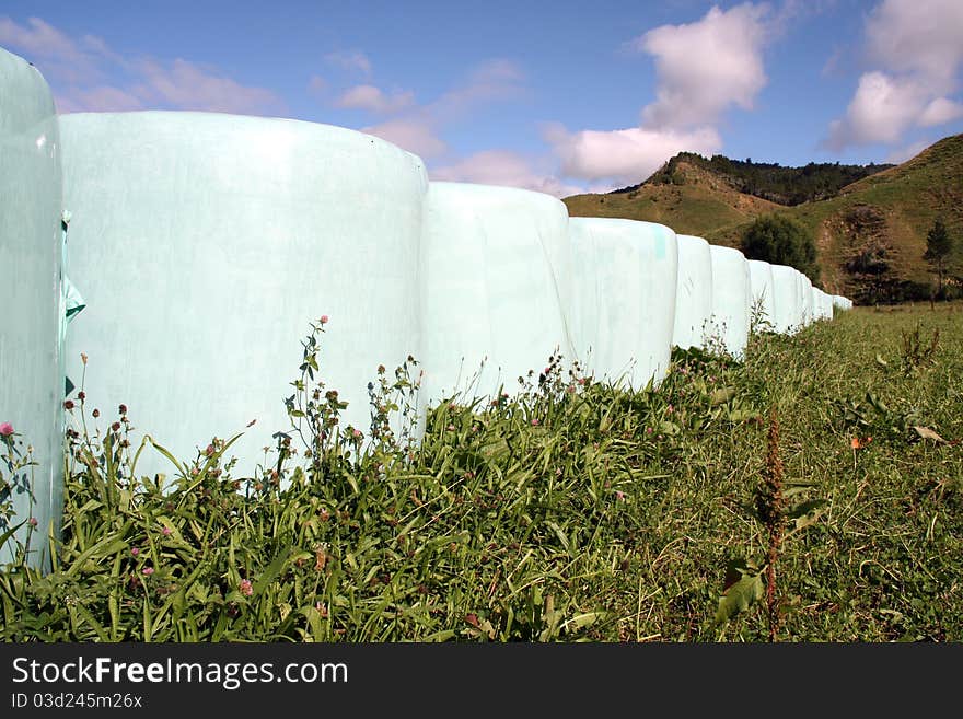 Shrink wrapped hay bales