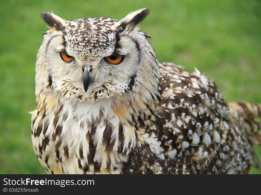 Eurasian owl perched with a grass background looking to left of the image. Eurasian owl perched with a grass background looking to left of the image