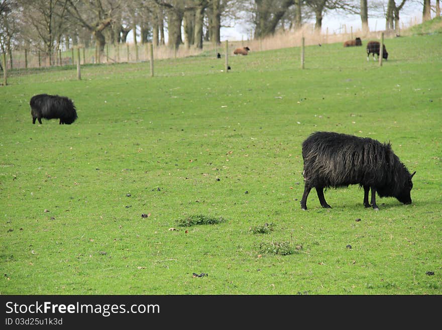 A few sheep are spred out over a green field grazing. A few sheep are spred out over a green field grazing.