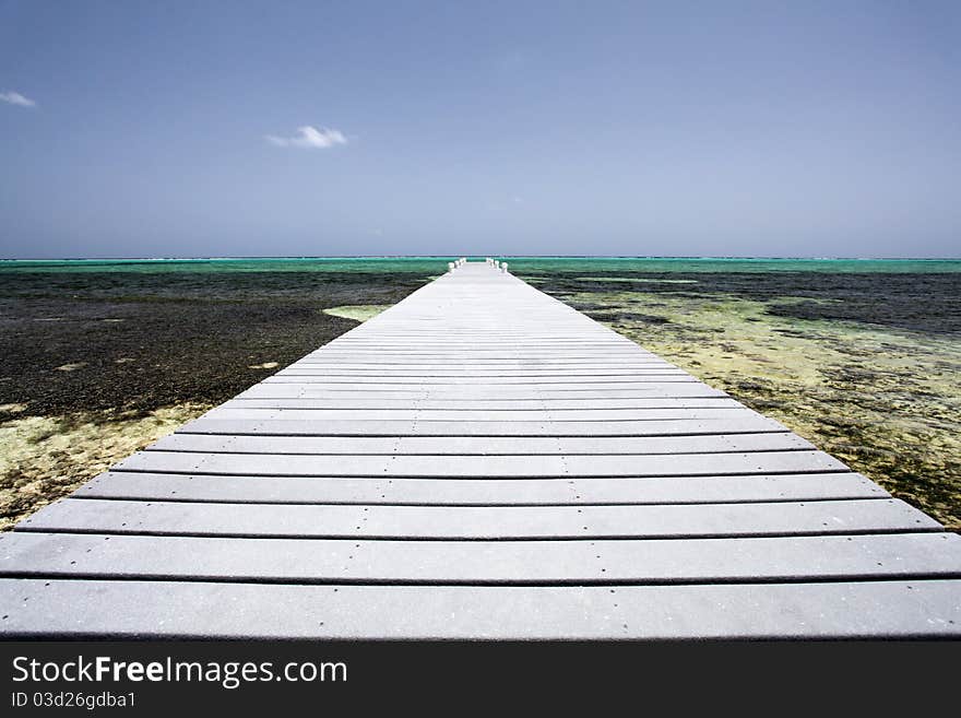 Caribbean Pierce Above Coral Reef