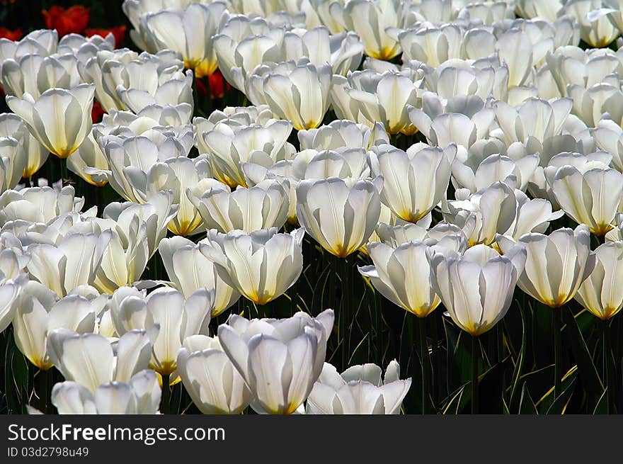 Close up of tulips. Shallow DOF with focus on the center tip of the front bud.