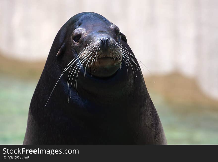 Seal posing for a photograph at the zoo. Seal posing for a photograph at the zoo.