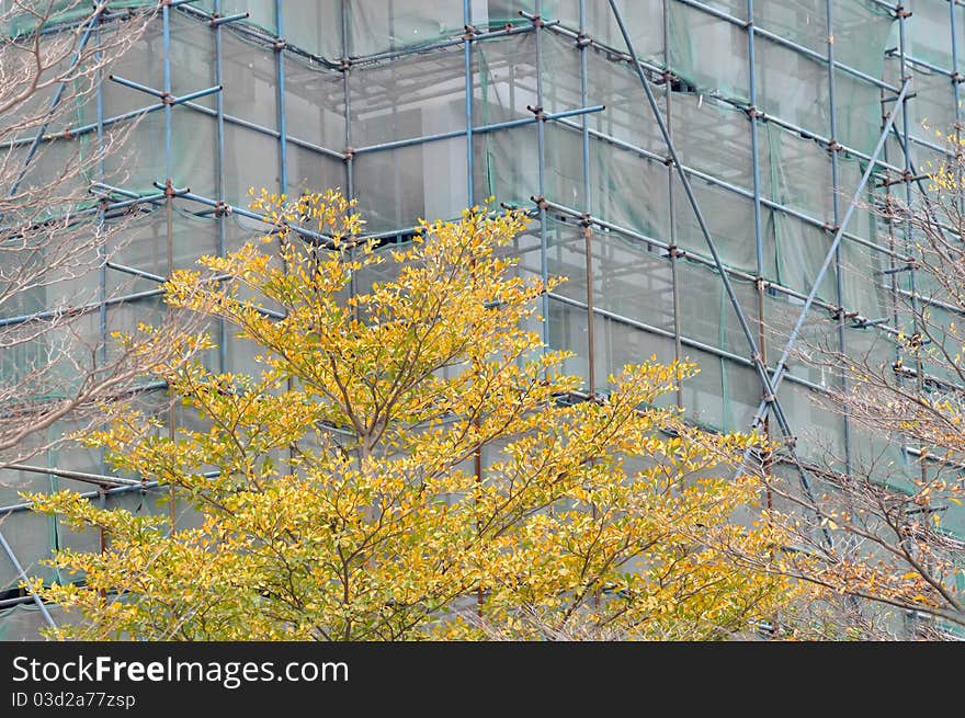 Plant with green and yellow leaf, and a unfinished constructing building covered by falsework and protection net, shown as shape and color comparing. Plant with green and yellow leaf, and a unfinished constructing building covered by falsework and protection net, shown as shape and color comparing.