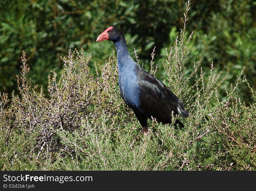 Native wetland bird of New Zealand sitting in a bush. Native wetland bird of New Zealand sitting in a bush