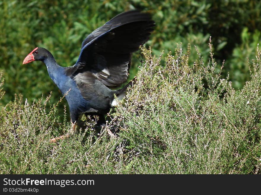 Native wetland bird of New Zealand flying out of bush. Native wetland bird of New Zealand flying out of bush