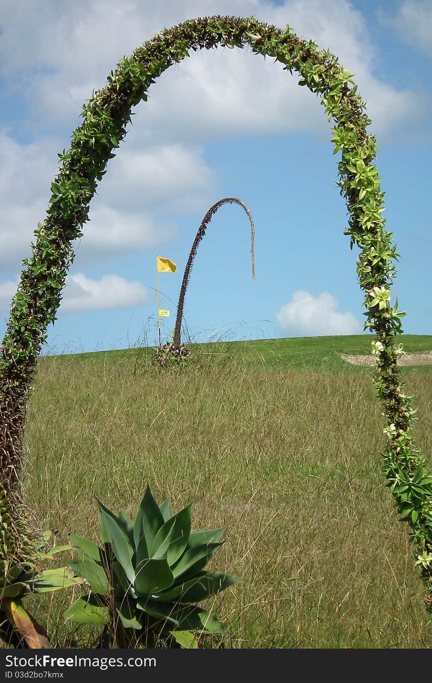 Flag on green framed by cactus type plant. Flag on green framed by cactus type plant