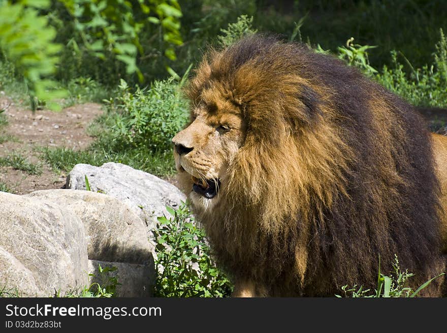 Lion- wild animal. Close up