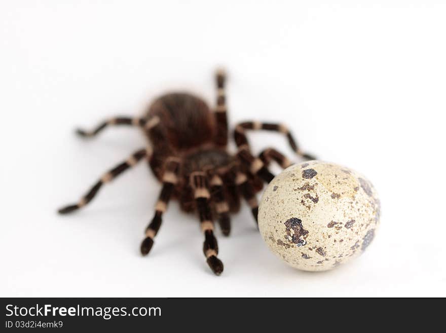 Birdeater approaching to the quail egg