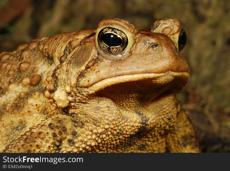 Close Up Of Toad Eye Profile