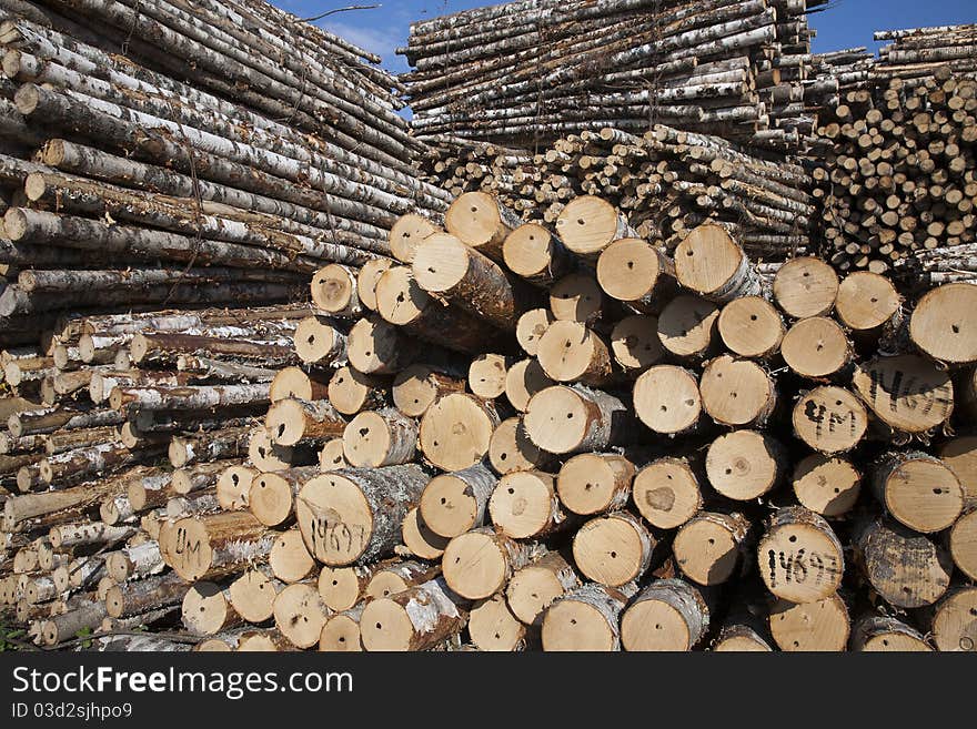 The storage of logs. Ready to transportation to the plant