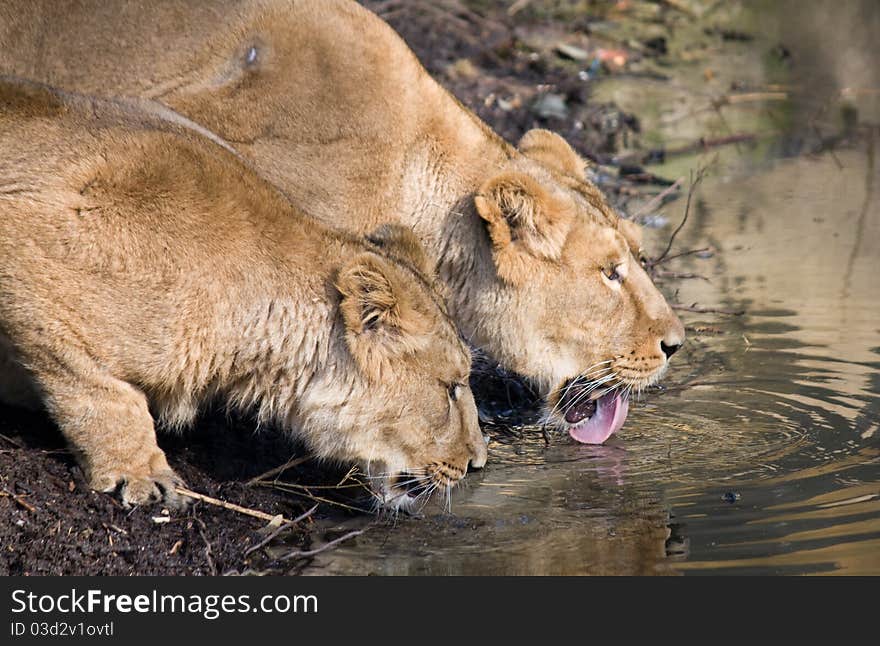 Two Lions drinking water