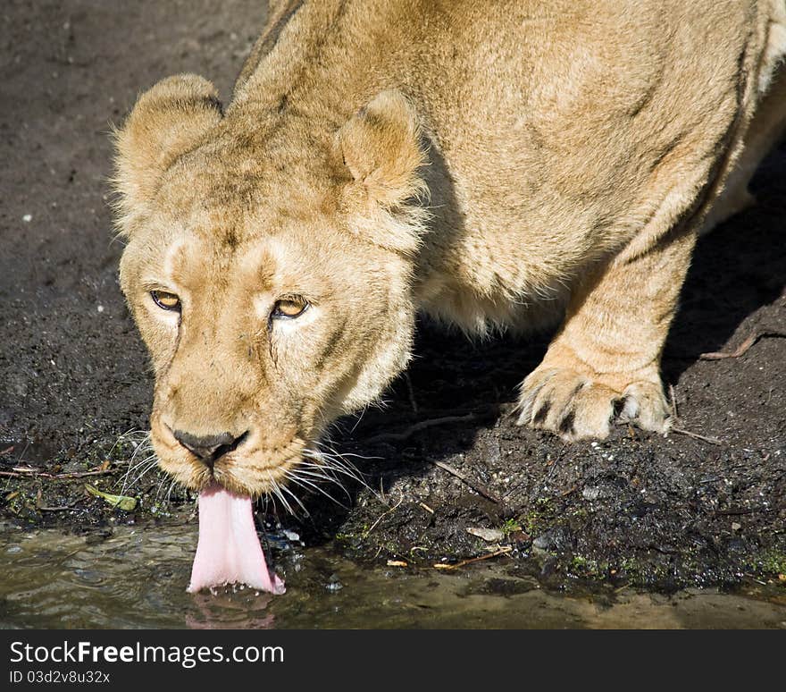 Lion drinking water