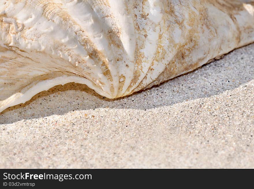 View of part of a seashell landed on the sand. View of part of a seashell landed on the sand