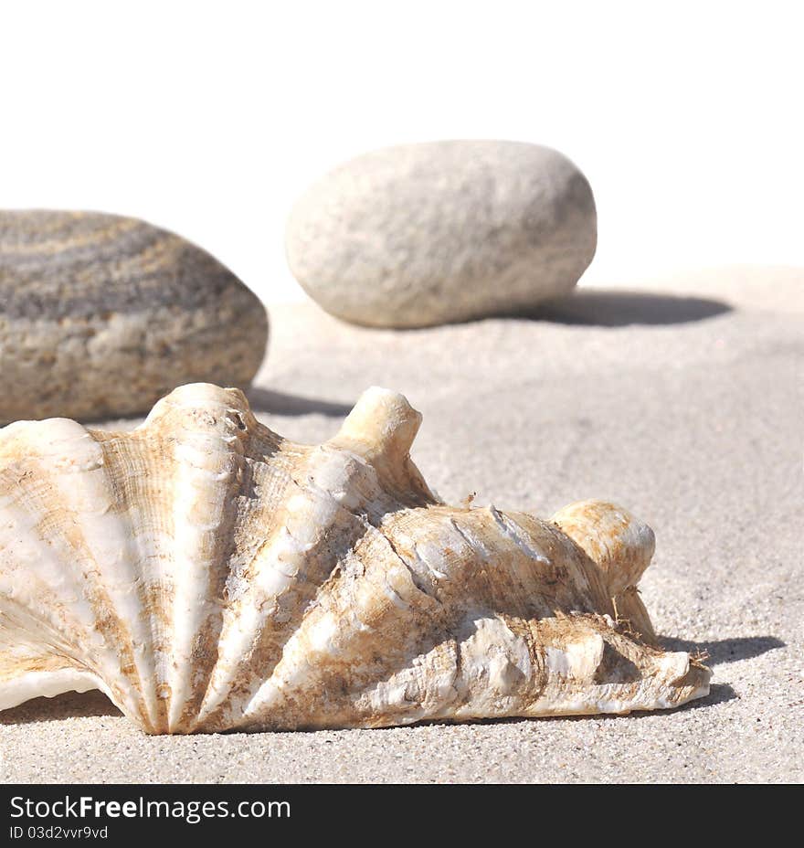 Seashell and pebbles on sand