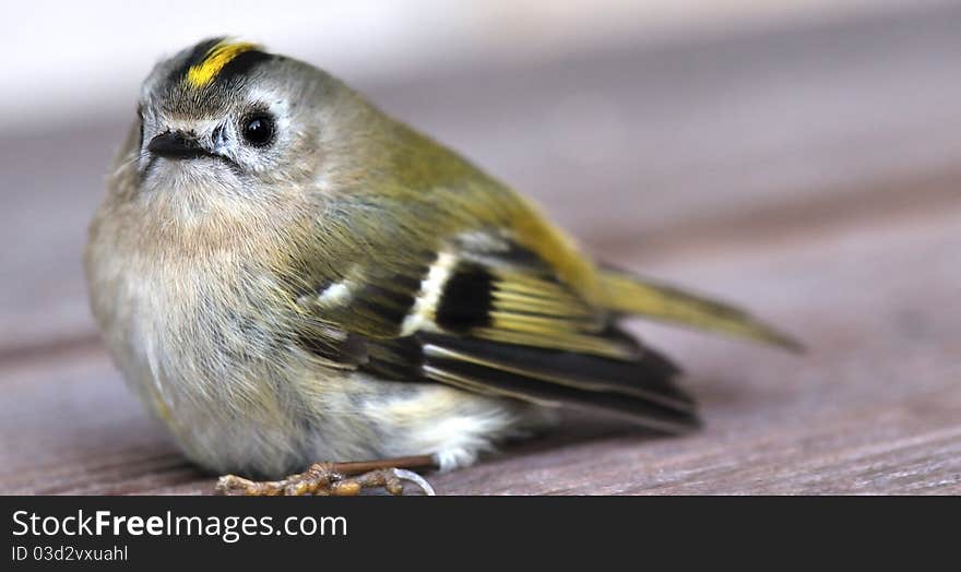 Young Tit