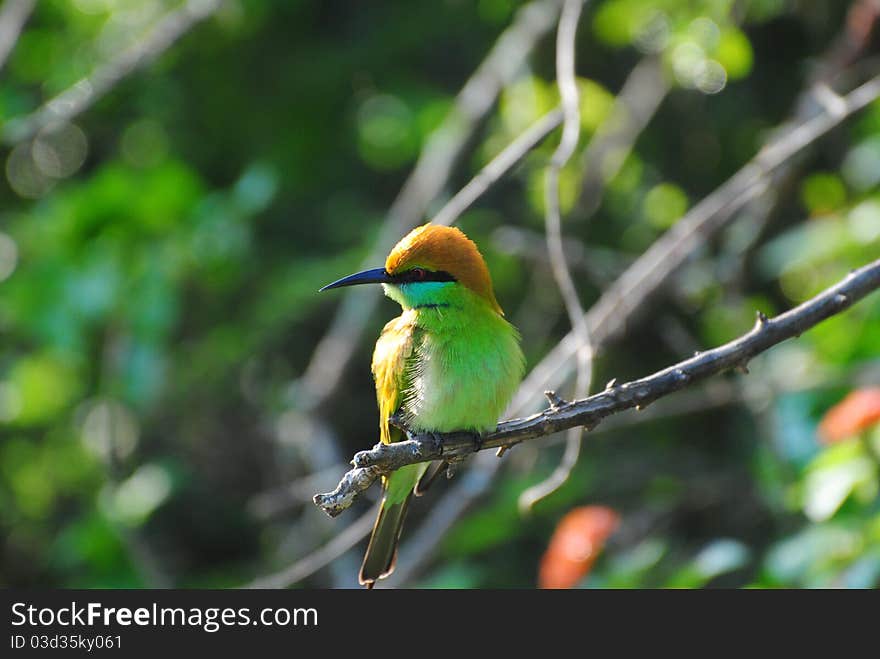 Sri Lankan Green Bee-Eater perched on a branch in Yala National park, Sri Lanka